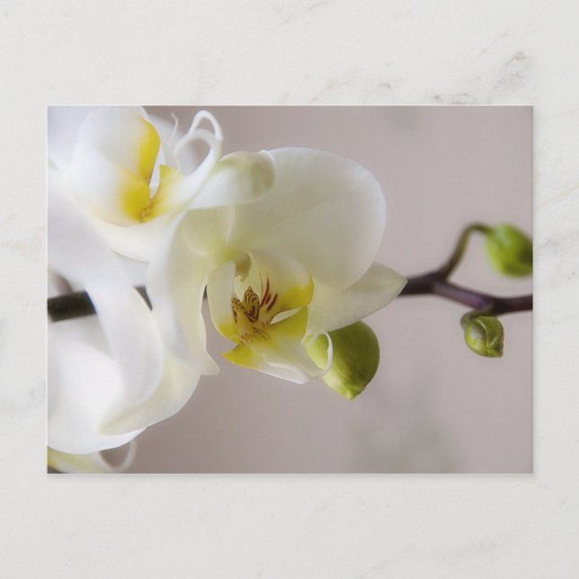 Orchidée blanche ・ Carte postale (Devant)