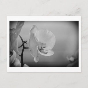 Orchidée blanche - Carte postale