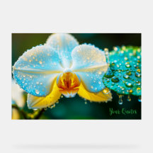 Orchidée Blanche Élégante avec Gouttelettes d'Eau