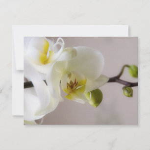 Orchidée blanche ・ Faire-part de mariage RSVP