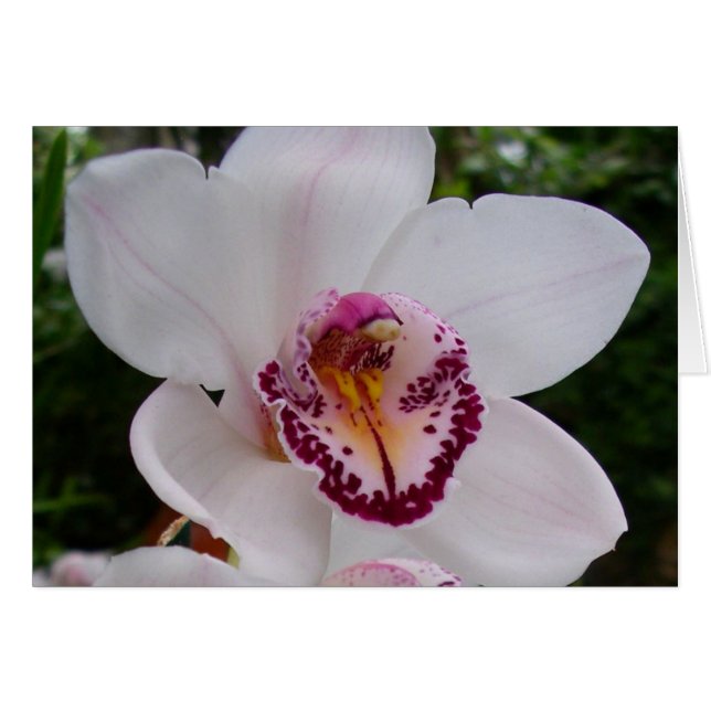 Orchidée Blanche I Belle Fleur Tropicale (Devant horizontal)