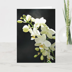Orchidée blanche sur carte d'anniversaire noire