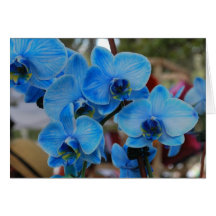 Orchidée bleue de Vero Beach, Floride