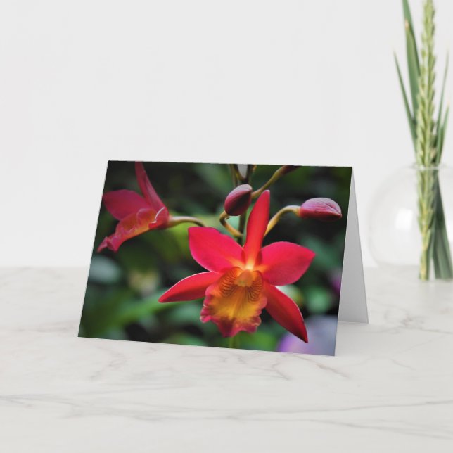 Orchidée, carte (Devant)