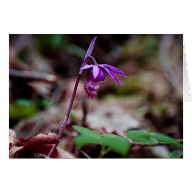 Orchidée de Calypso (Devant Horizontal)