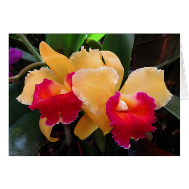 Orchidée de Cattleya (Devant horizontal)
