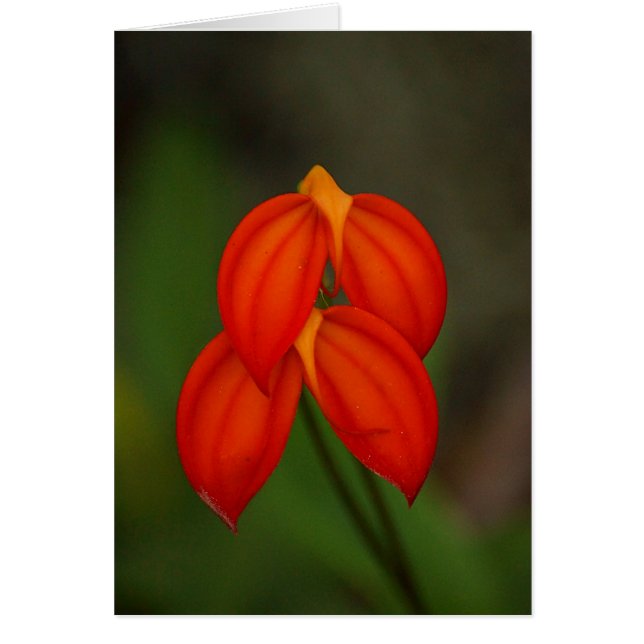 Orchidée de Masdevallia ignea (Devant)