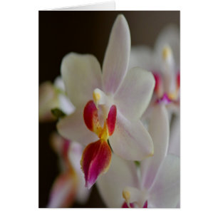 Orchidée de Phalaenopsis