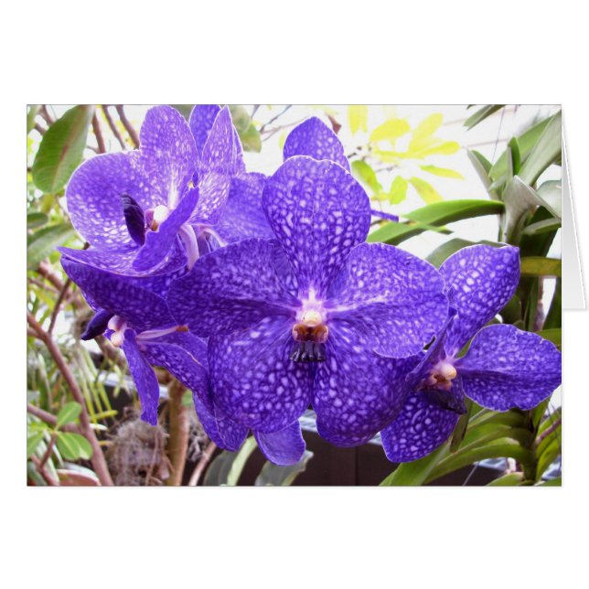 Orchidée de Vanda Pachara (Devant horizontal)
