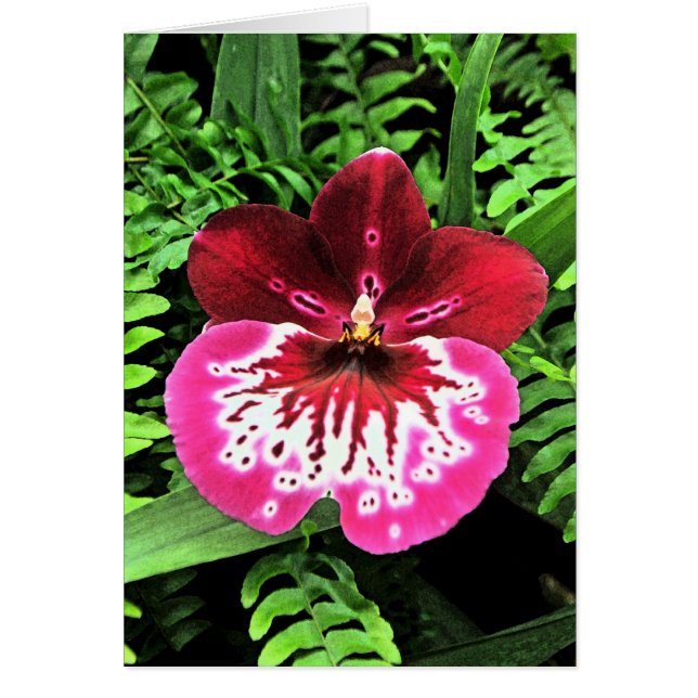 Orchidée d'orchidée d'orchidée (Devant)