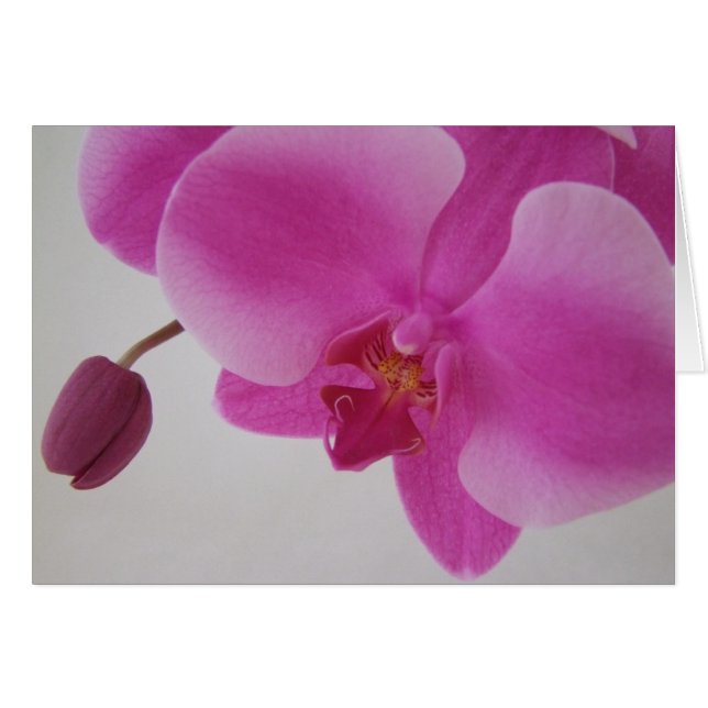 Orchidée et bourgeon (Devant horizontal)