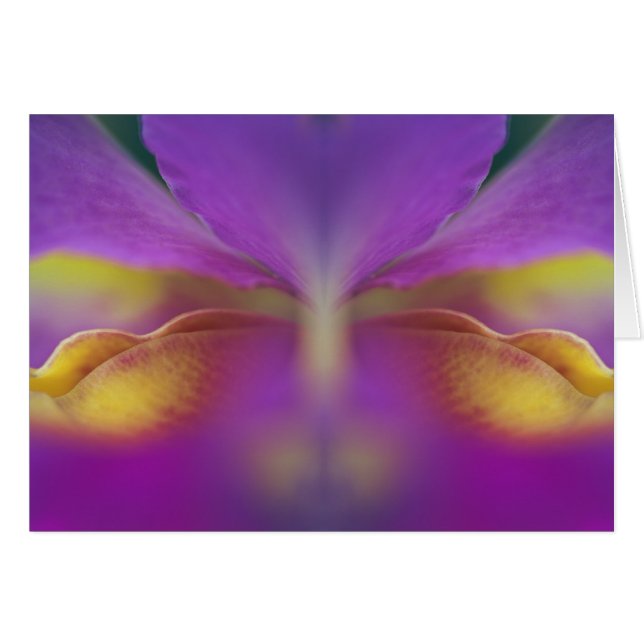 Orchidée hybride, Floride 2 (Devant horizontal)