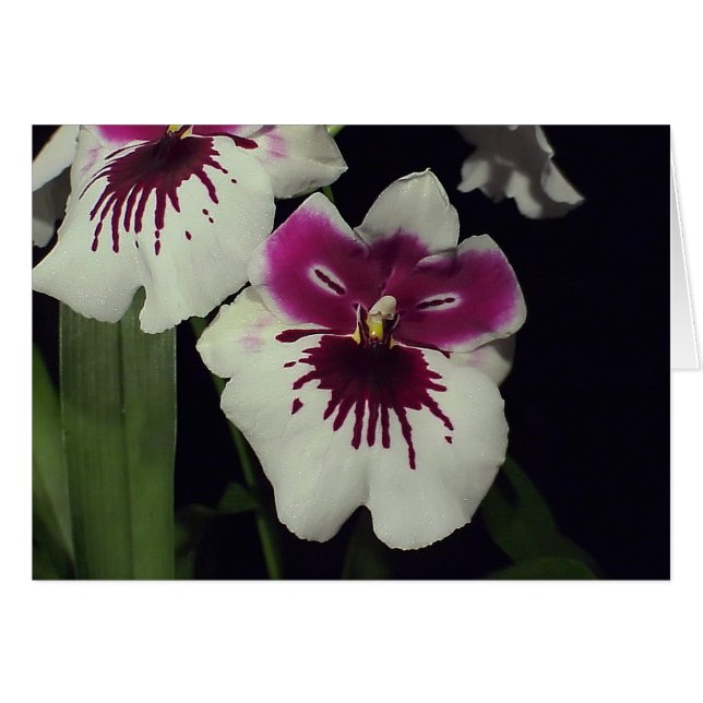 Orchidée hybride Miltonia (Devant horizontal)
