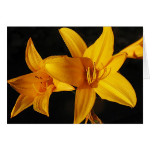 Orchidée jaune
