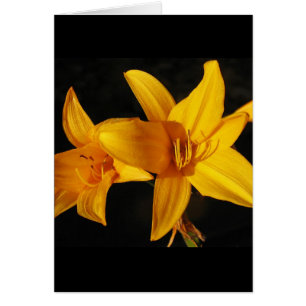 Orchidée jaune