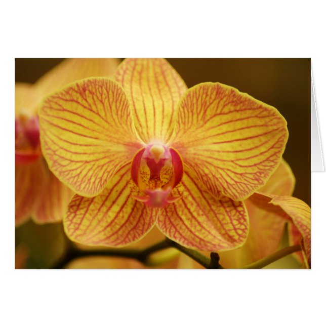 Orchidée jaune aux rayures roses (Devant horizontal)