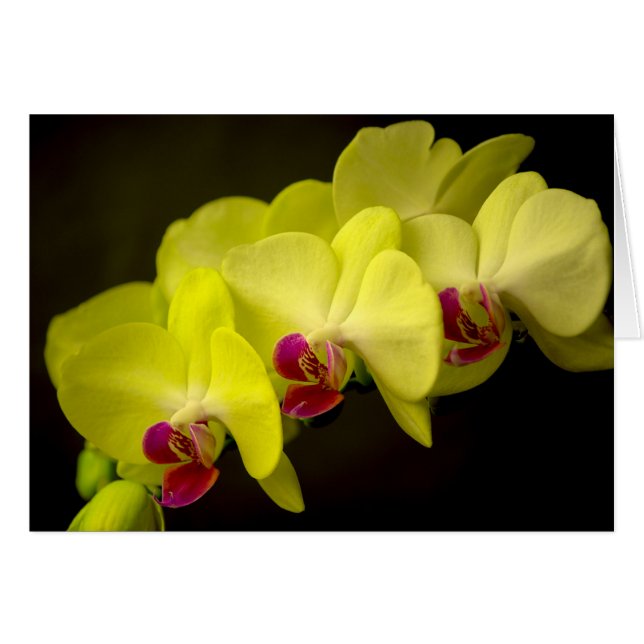 Orchidée jaune - Carte (Devant horizontal)