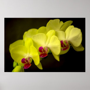 Orchidée jaune - Poster