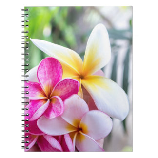 orchidée, opal Hawaiian fleur cuisine livre de rec