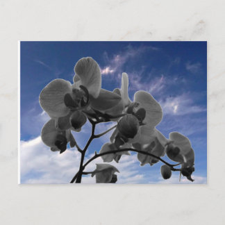 Orchidee Postcard