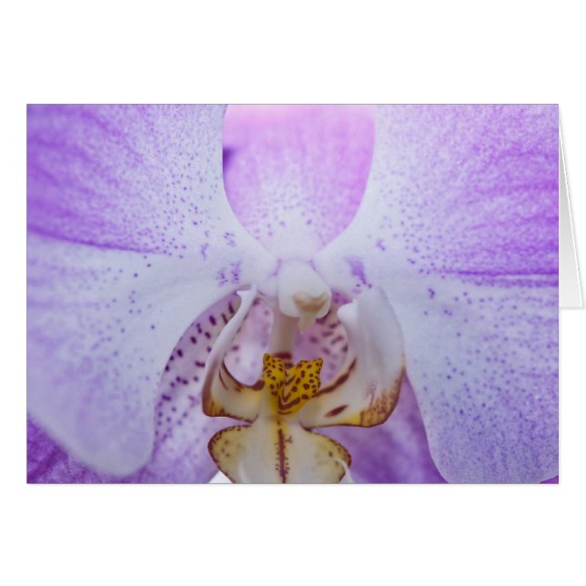 Orchidée rose (Devant horizontal)