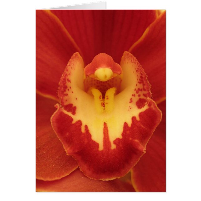 Orchidée rouge (Devant)