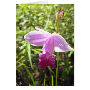 Orchidée sauvage - customisée