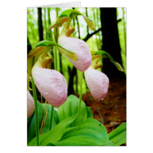 Orchidée sauvage de Madame rose pantoufle