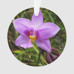 Orchidée sauvage violette Fleur tropicale