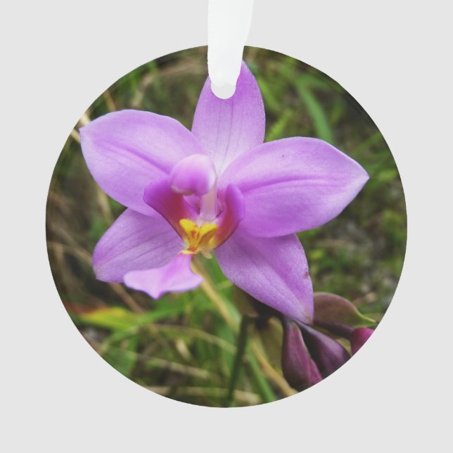 Orchidée sauvage violette Fleur tropicale (devant)