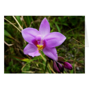 Orchidée sauvage violette Fleur tropicale