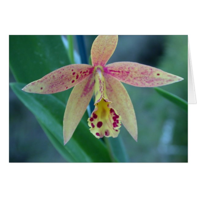 Orchidée tachetée de Cattleya (Devant horizontal)