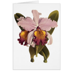 Orchidée vintage violette Cattleya, Fleurs tropica