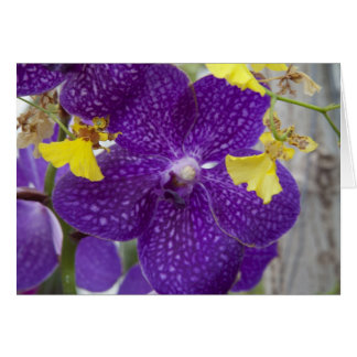 Orchidée violette