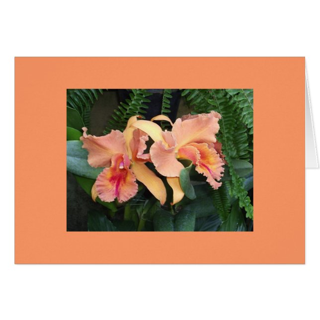 Orchidées (Devant horizontal)