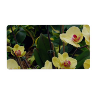 Orchidées assez jaunes et rouges de Phalaenopsis