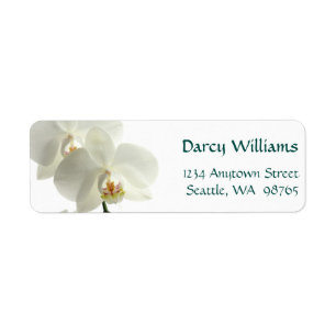 Orchidées blanches