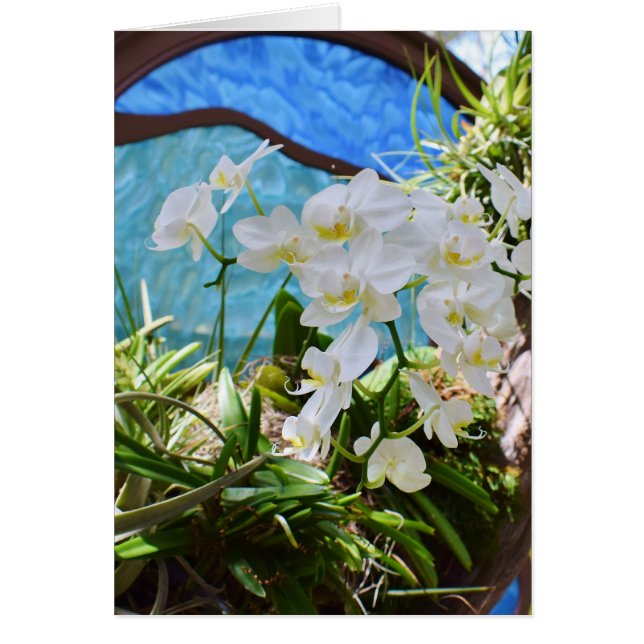 "Orchidées blanches" (Devant)