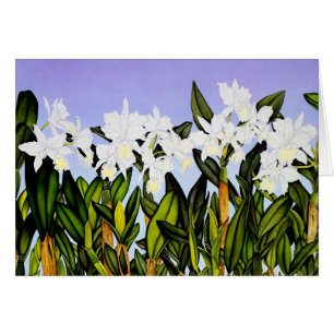 Orchidées blanches de Cattleya