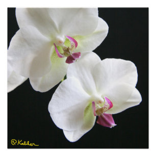 Orchidées blanches sur Black 20x20 Poster