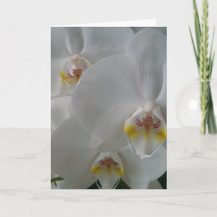 Orchidées blanches sur une carte blanche