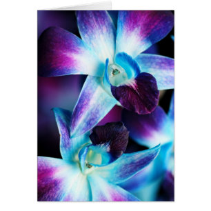 Orchidées customisées par orchidée pourpre de