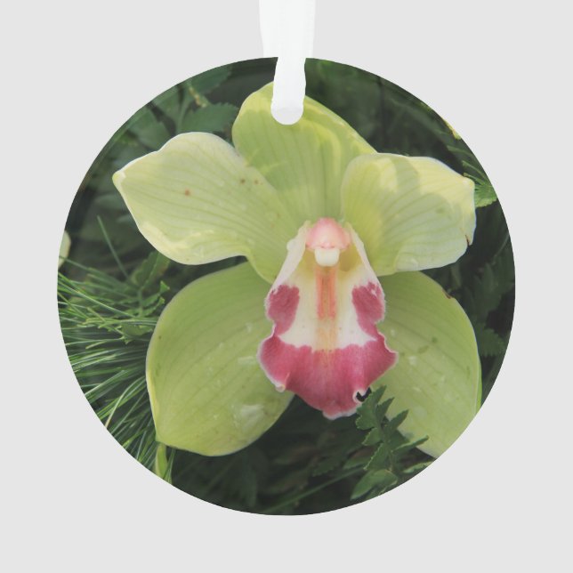 orchidées cymbidium (dos)