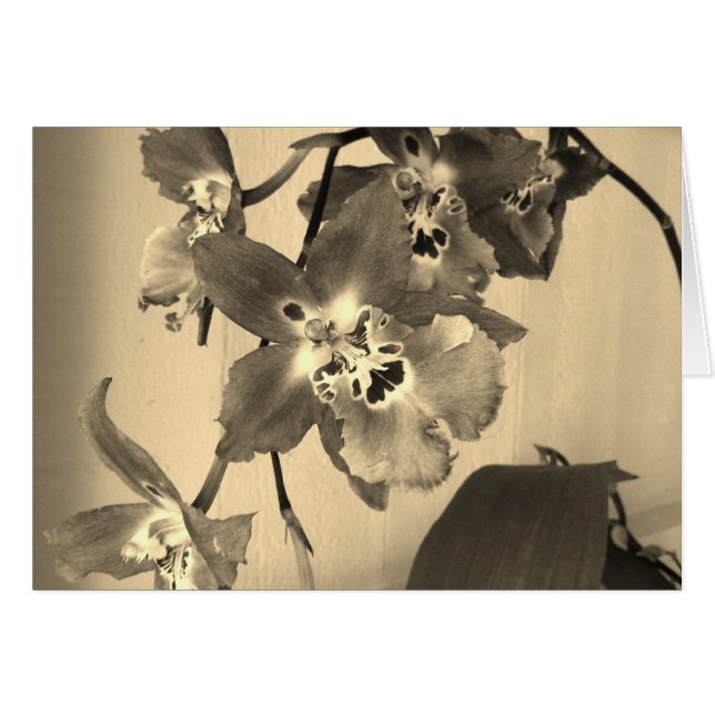 orchidées dans le ton de sépia (Devant horizontal)