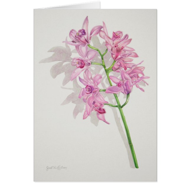 Orchidées de Cymbidium (Devant)