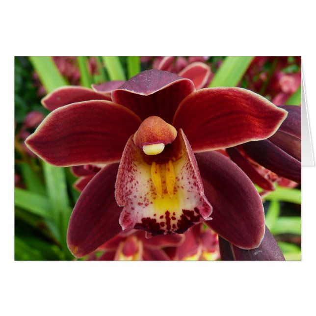 Orchidées de Maroon I Beau Floral Rouge (Devant horizontal)