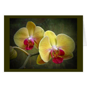 Orchidées de mite jaunes - Phalaenopsis