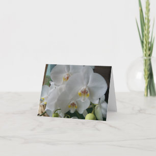 Orchidées de papillon blanc sur une carte blanche