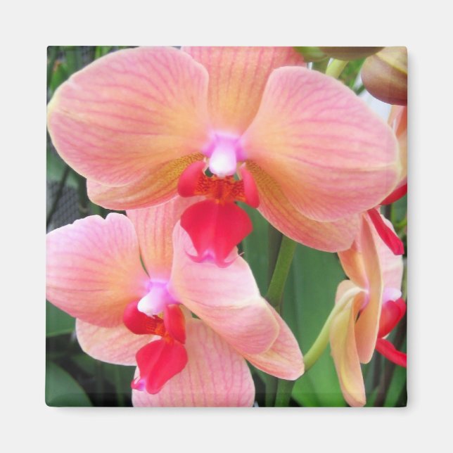 Orchidées de Pêche - Aimant (Devant)