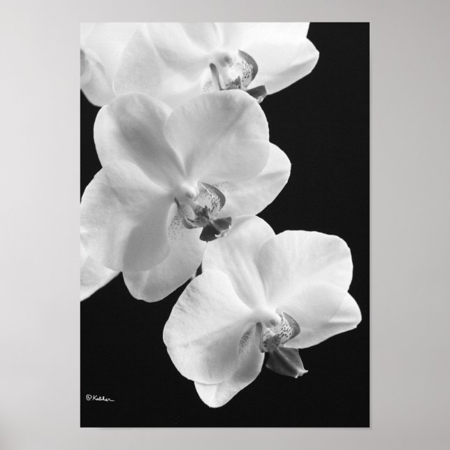 Orchidées en Poster noir et blanc, 24X33.6 (Devant)